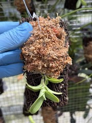 Epidendrum medusae Rare Orchid Species From Ecuador