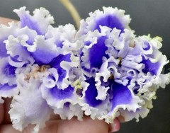 African violet PT Tuchi v golubom/Clouds in the blue Starter