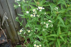 1/4 TSP + ANNUAL FLEABANE DAISY SEEDS/Erigeron annuus/NATIVE US