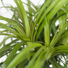 Ponytail Palm Beaucarnea Recurvata Live Easy Care Plant in 6 Inch White Decor Po
