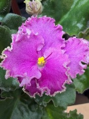 African Violet Plant Optimara Everglory Standard Big Starter Prolific Bloomer!