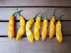 20 HABANERO MADAME JEANETTE CHILLI SEEDS SEEDS 100% GUARANTEED