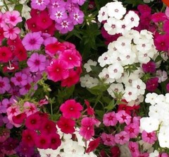 300+ Annual Phlox Mix Seeds **Fresh Seeds** ~~Free Shipping~~