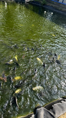 Pond liner 100×80 Strong,HDRPE 40 year Durability,Commercial grade for Fish pond
