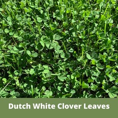 Dutch White Clover Seed, Organic Coated, Eco-Friendly, Low Maintenance