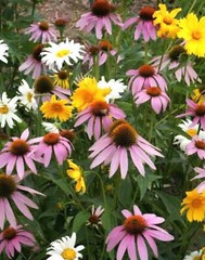 Landscaper’s Pack SHADE Mix Wildflowers Annual Perennial Heirloom 5000 Seeds!