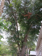 5 Southern Live Oak Tree Plants 8-12″ Quercus Virginiana Rooted Evergreen Tree