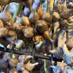 15 Egyptians Walking Onions Winter Perennial Tree Onion Bulbils Seeds