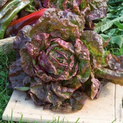 500+ Marvel of Four Seasons Lettuce Seeds, OLD FRENCH FAVORITE,HEIRLOOM, NON-GMO