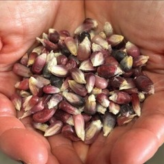 Altacomulco Conico Rojo Corn Seeds (1 lb) / MEXICAN HEIRLOOM / TORTILLAS / RARE