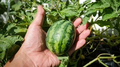 50+ Mini Watermelon Seedss (Citrullus lanatus) For Planting