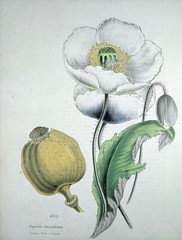 1,000 White Cloud Peony Poppy Seeds – P. Somniferum -Classic Double White Blooms