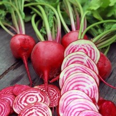 200 Chioggia Beet Seeds Non-GMO Heirloom USA Seller