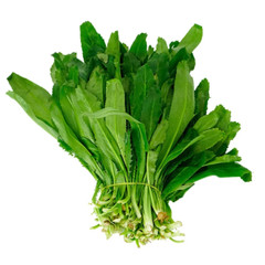 700+ Fresh Cilantro | Coriander | Culantro | Ngò Gai Seeds NON-GMO, USA Seller