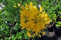 LEMON LIGHTS~Aromi Azalea Rhododendron Hybrid~STARTER Plant~MAY BE DORMANT!