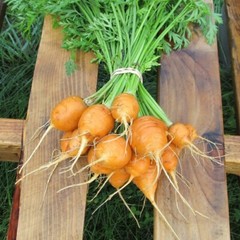 Parisian Carrot Seeds | Non-GMO | Free Shipping | Seed Store | 1088