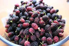 25+ Mulberry SEEDS Morus Rubra USA Fruit Tree Sweet Edible