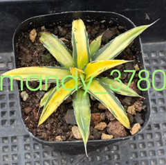 Agave victoriae-reginae var Golden color beautiful succulent 6-8cm