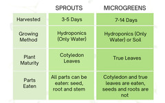 Organic MICROGREEN Seeds | Fresh Heirloom Non GMO Sprouting Seeds