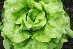 White Boston Butterhead Lettuce Seeds, NON-GMO, Improved Big Boston, FREE SHIP