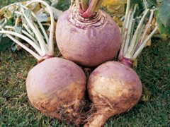 Rutabaga Seeds, American Purple Top, NON-GMO, Swedish Turnip, FREE SHIPPING