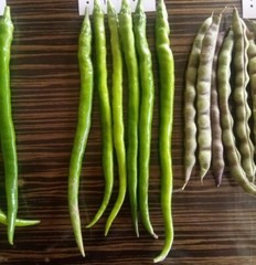30+ Sichuan ErJingTiao Hot Pepper Seeds 30多粒四川二荆条线椒种子 2023年产新种子