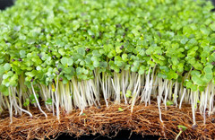Organic MICROGREEN Seeds | Fresh Heirloom Non GMO Sprouting Seeds
