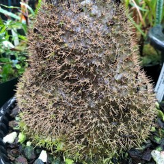 Anthorrhiza caerulea F1-seed grown, giant, blue flowered ant plant from Papua NG