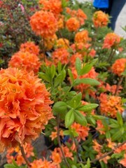 MANDARIN~Azalea Rhododendron Hybrid~STARTER Plant~MAY BE DORMANT