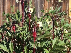 60 Heirloom Red Burgundy Okra Seeds – Tender Pods, Easy Harvest, Easy To Grow!