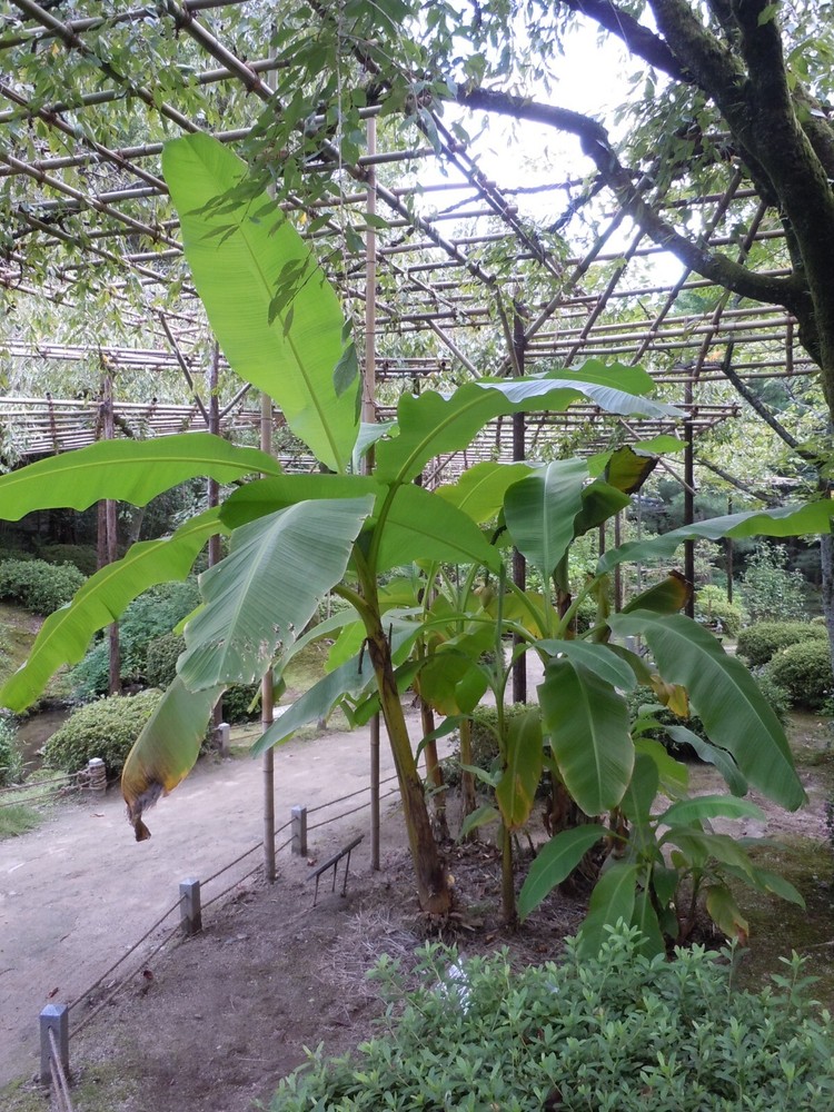 Musa – Basjoo Banana – Banana Tree – Cold Hardy Variety to 10 °F