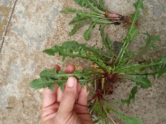 10 Fresh Wild Dandelion (Taraxacum officinale) Plant Tubers