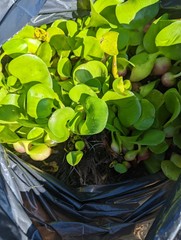20 Water Hyacinth Pond Plant Floating Live READ DESCRIPTION