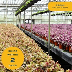 Easy-Care Hoya Heart Houseplant, Perfect Gift Idea*`/-$