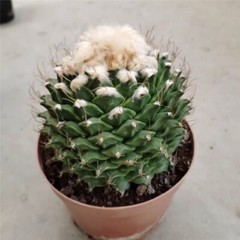 7-8CM Succulent Cactus Plant Obregonia Denegrii Cactaceae Home Garden Beautiful