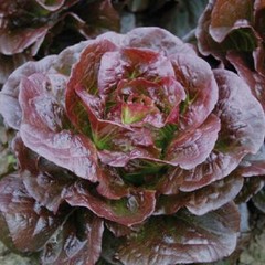 1000 CIMMARON LETTUCE SEEDS ~ heirloomseedguy ~ 2026 ~ NON-GMO