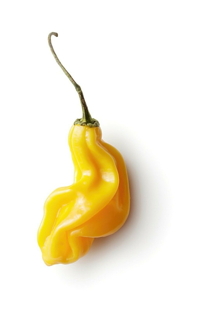 20 HABANERO MADAME JEANETTE CHILLI SEEDS SEEDS 100% GUARANTEED