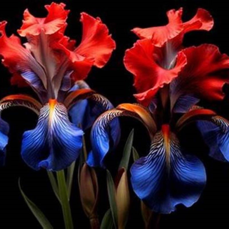 50 Iris Seeds Much Less Money Than Bulbs ..