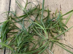 Spider Plant 10 Ready to Root Plants Easy Care Cleans Indoor Air