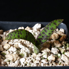 Cynorkis gibbosa – 3.25″ pot – Orchid