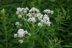 300 Common Boneset Seeds – Eupatorium perfoliatum – None-GMO Medicinal Herb