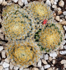 Mammillaria Schiedeana 5 Headed Cluster 3.25″ Wide – Bare Root
