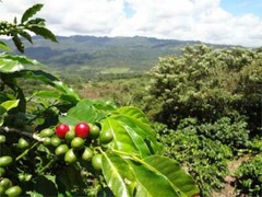 100 % Jamaican Blue Mountain Coffee Beans Medium Roasted 10 Pounds in 1 LBS Bags