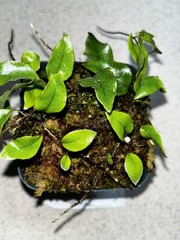 Microgramma sp. 1 Ecuador 4 Inch Pot Rare
