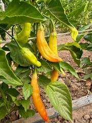 Aji Amarillo Chili Pepper Seeds (20) / Florida Grown / Super Rare / Mild