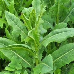 Wild Lettuce Seeds 50 Count – Non-GMO Heirloom, Open Pollinated Lactuca Virosa