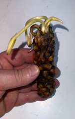 Live Hardy Water Lily Tubers Aquatic Pond Plants Lilies Multiple Colors Avail
