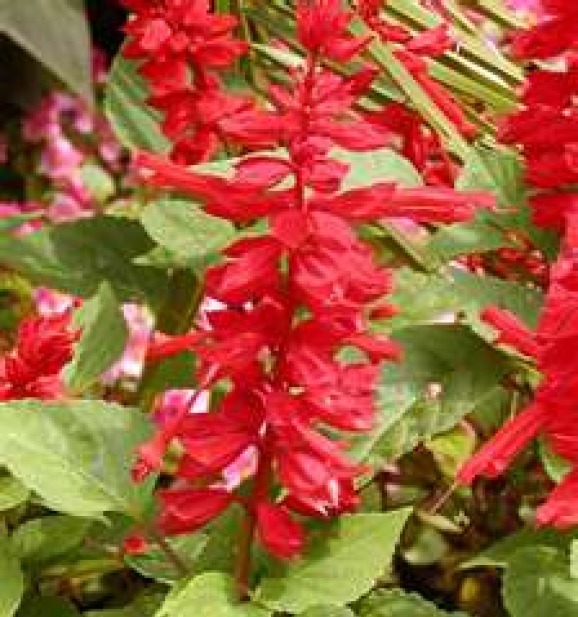 SCARLET SAGE-SALVIA FREE SHIPPING 50 FRESH SEEDS
