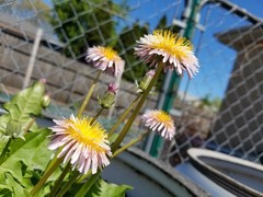 Pink Dandelion Seeds RARE 10 Organic Seeds *FREE SHIPPING*