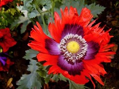 1,000 Rare Afghan Laciniated Poppy Seeds P. Somniferum Fringed & Serrated Blooms